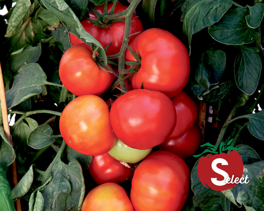 Big League Hybrid Tomato Seeds - Blessings Grow Meadows