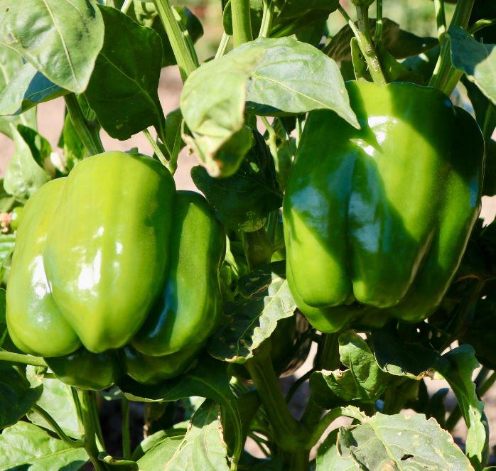 Baron Hybrid Pepper Seeds - Blessings Grow Meadows