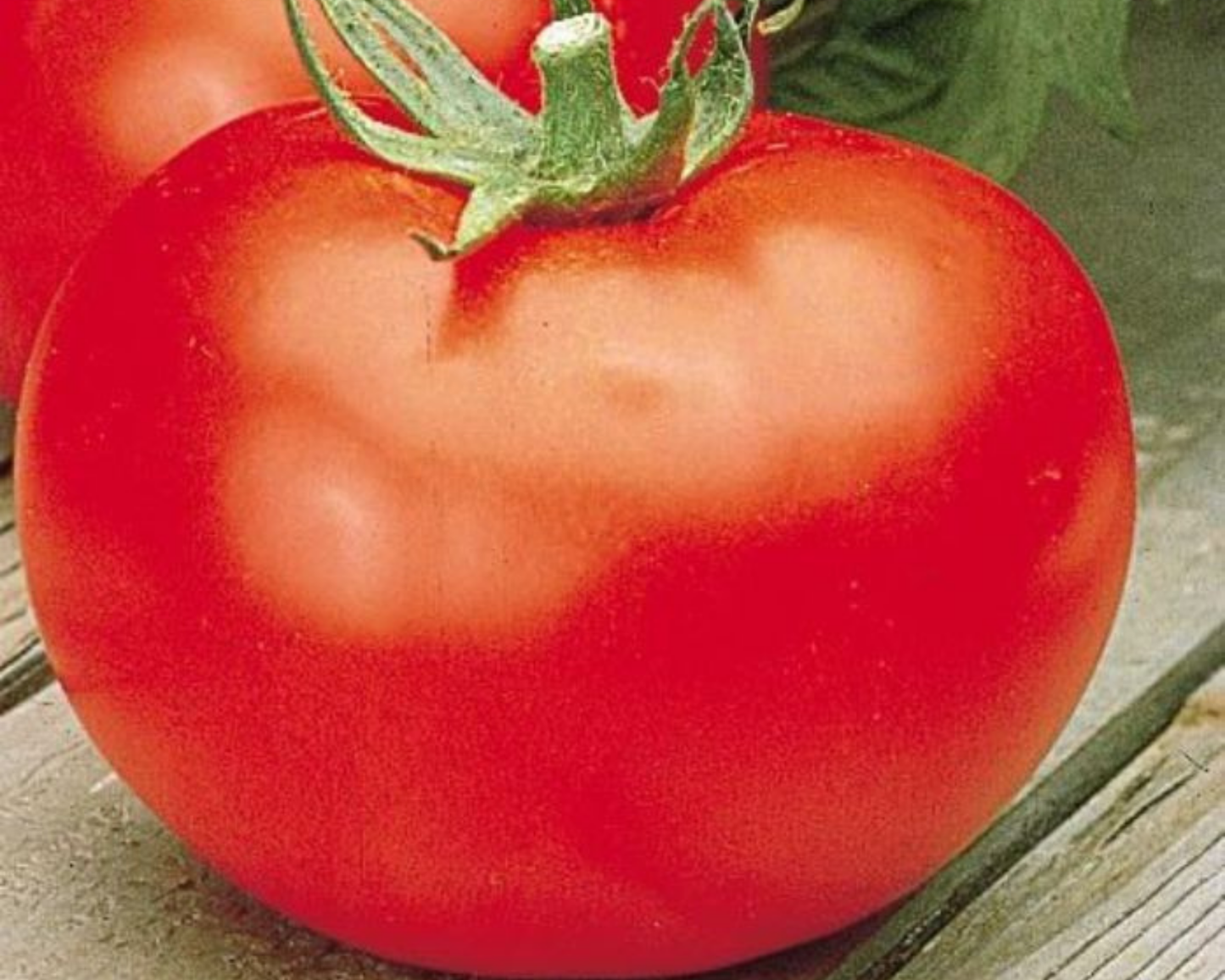 A close-up of a ripe, red Better Boy Hybrid Tomato from Seeds 'n Such with a green stem rests on wood, while another tomato and green leaves appear in the background.