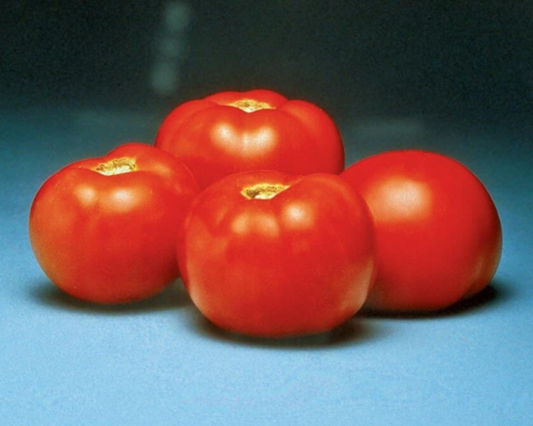 Better Bush Hybrid Tomato Seeds - Blessings Grow Meadows