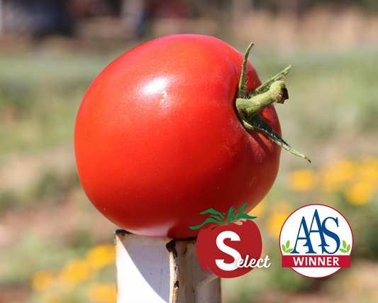 Big Beef Hybrid Tomato Seeds - Blessings Grow Meadows