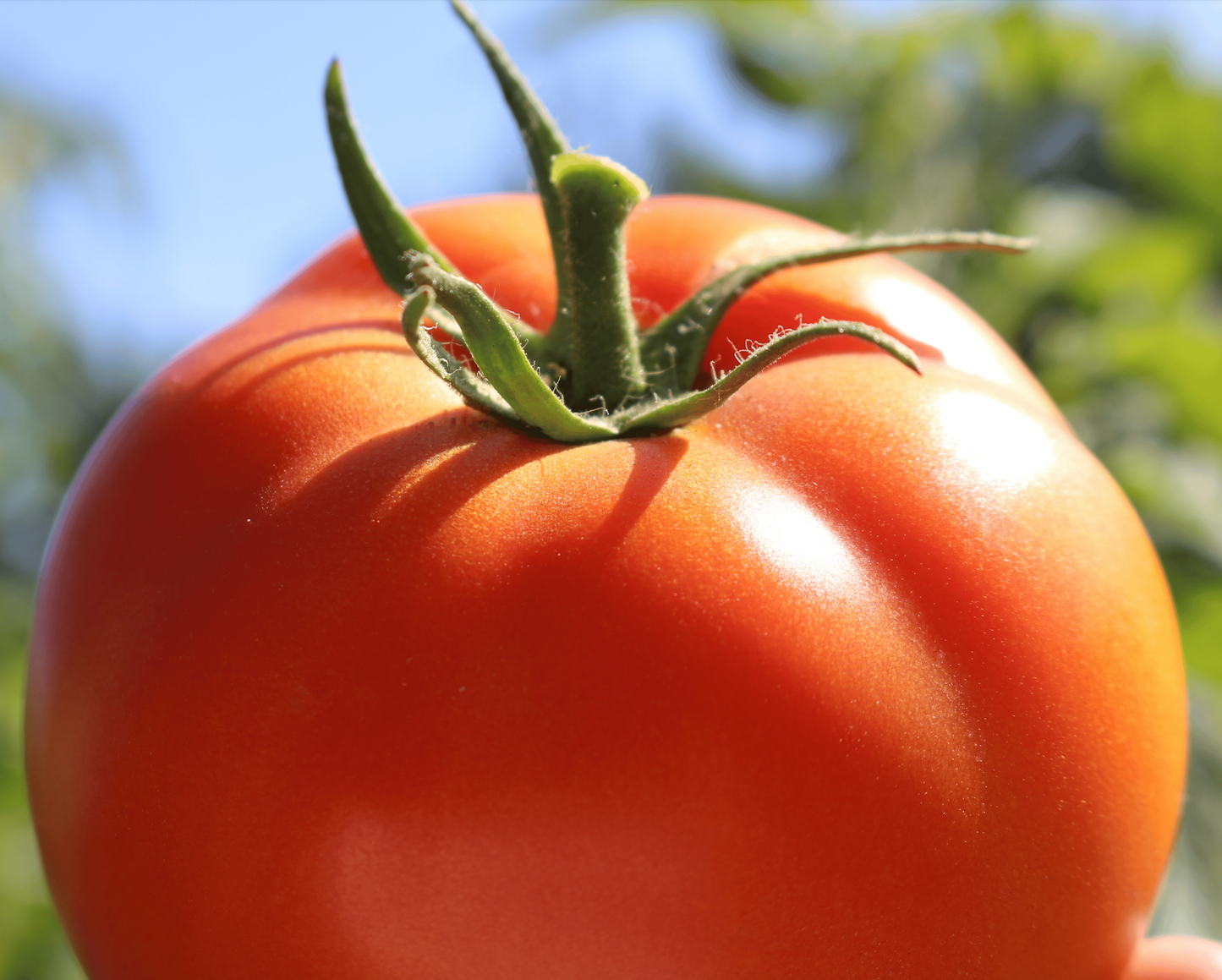 Packet of Big Beef Hybrid Tomato Seeds by Seeds 'n Such, showing vibrant seed packet for vegetable gardening.