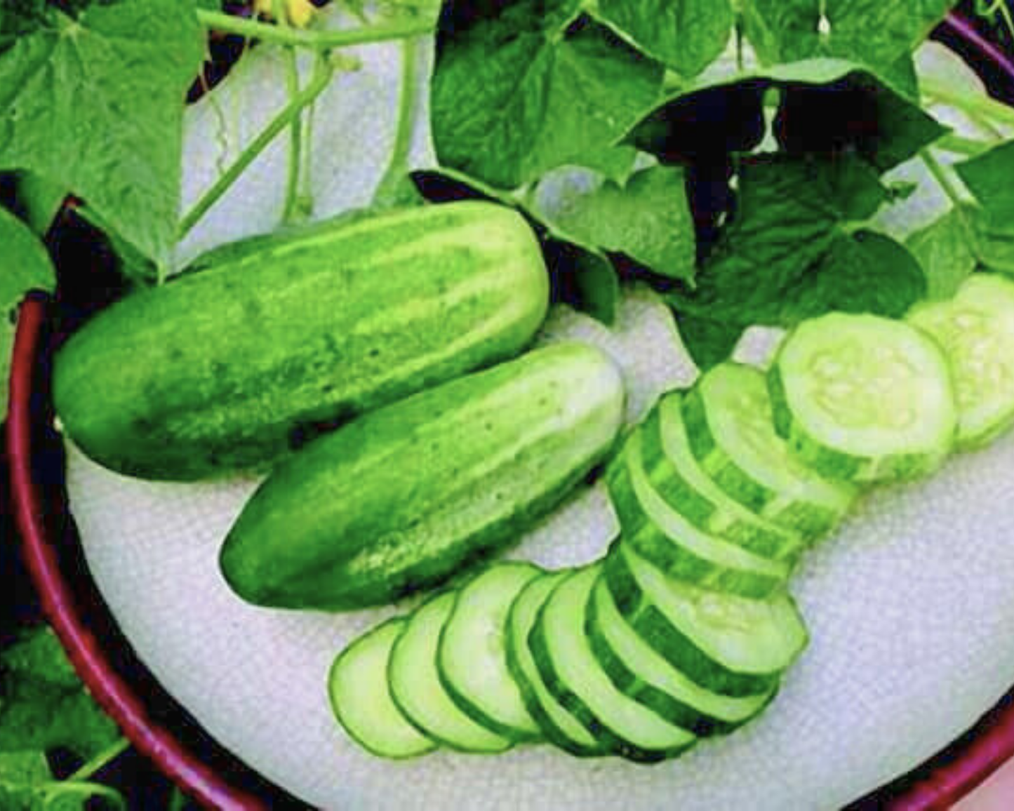 Arkansas Little Leaf (H-19) Cucumber Seeds - Blessings Grow Meadows