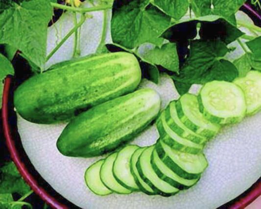 Arkansas Little Leaf (H-19) Cucumber Seeds - Blessings Grow Meadows