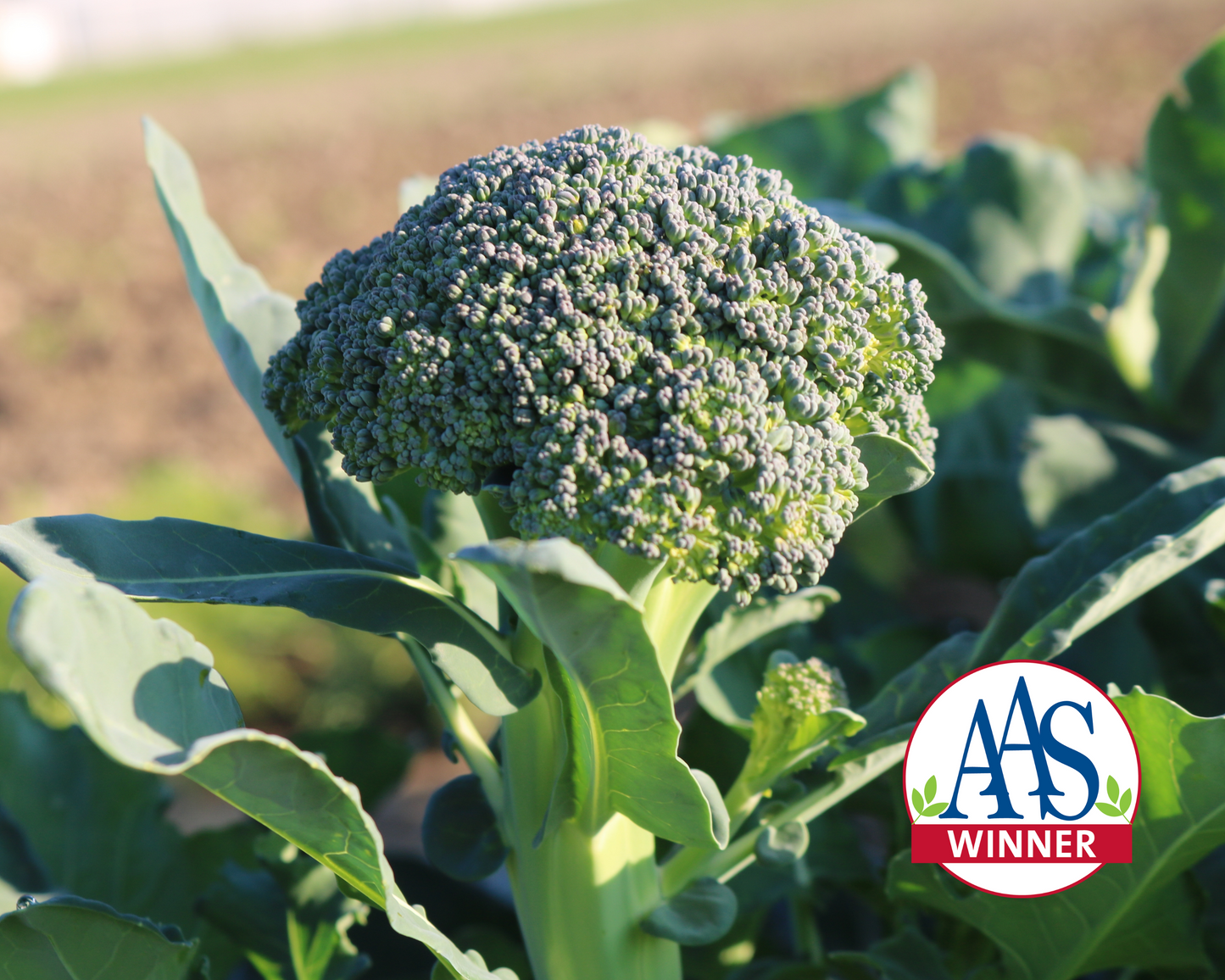 Artwork Baby Hybrid Broccoli Seeds - Blessings Grow Meadows