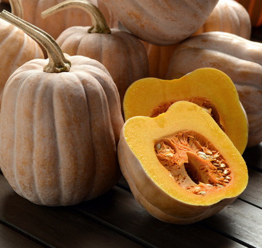Autumn Frost Hybrid Winter Squash Seeds - Blessings Grow Meadows