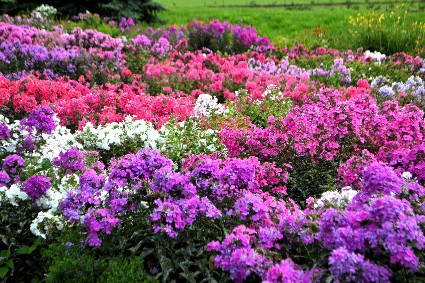 10 TALL GARDEN PHLOX Paniculata Mixed Colors New Hybrids Mix Flower Seeds - Blessings Grow Meadows -