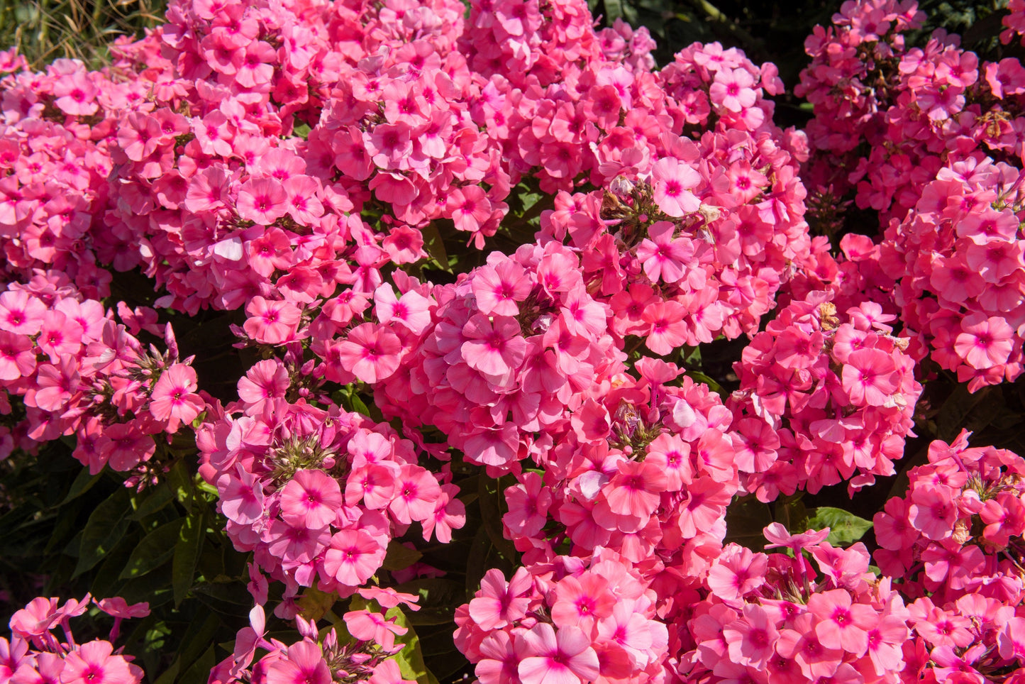 10 TALL GARDEN PHLOX Paniculata Mixed Colors New Hybrids Mix Flower Seeds - Blessings Grow Meadows -