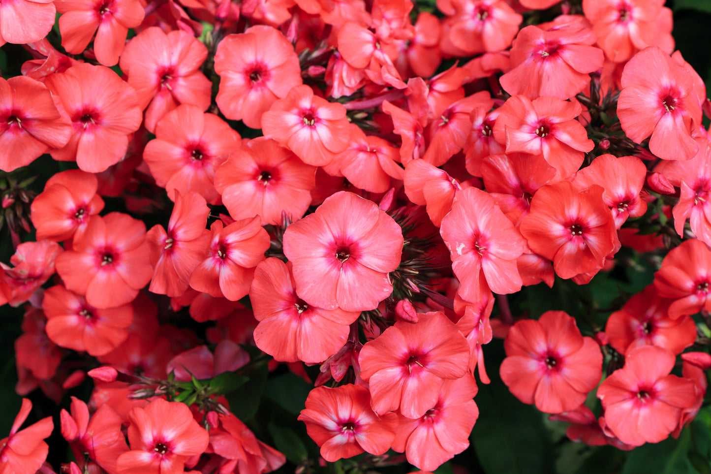 10 TALL GARDEN PHLOX Paniculata Mixed Colors New Hybrids Mix Flower Seeds - Blessings Grow Meadows -
