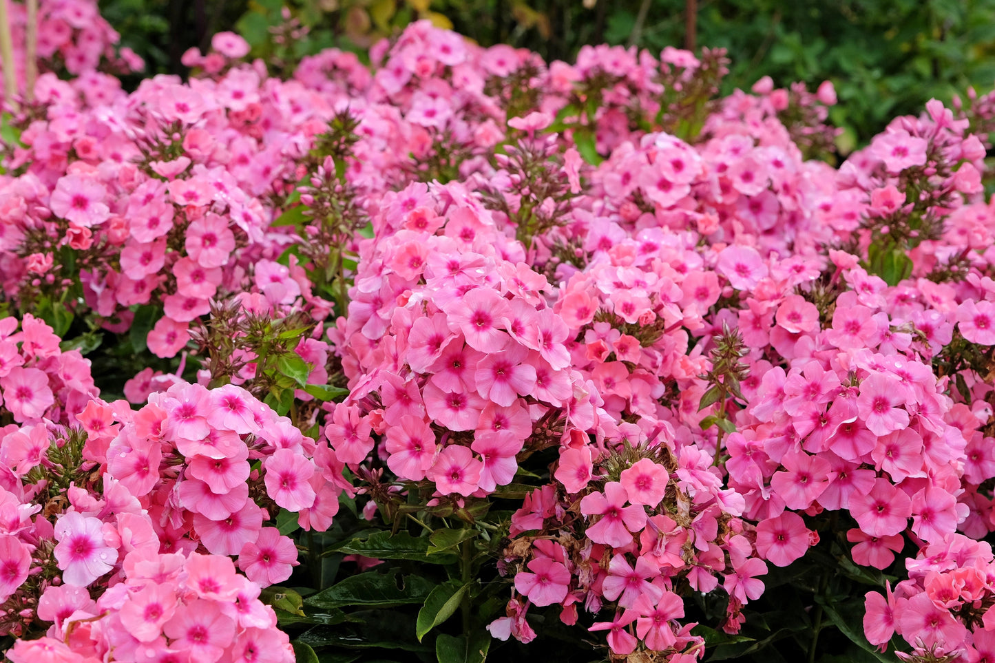 10 TALL GARDEN PHLOX Paniculata Mixed Colors New Hybrids Mix Flower Seeds - Blessings Grow Meadows -
