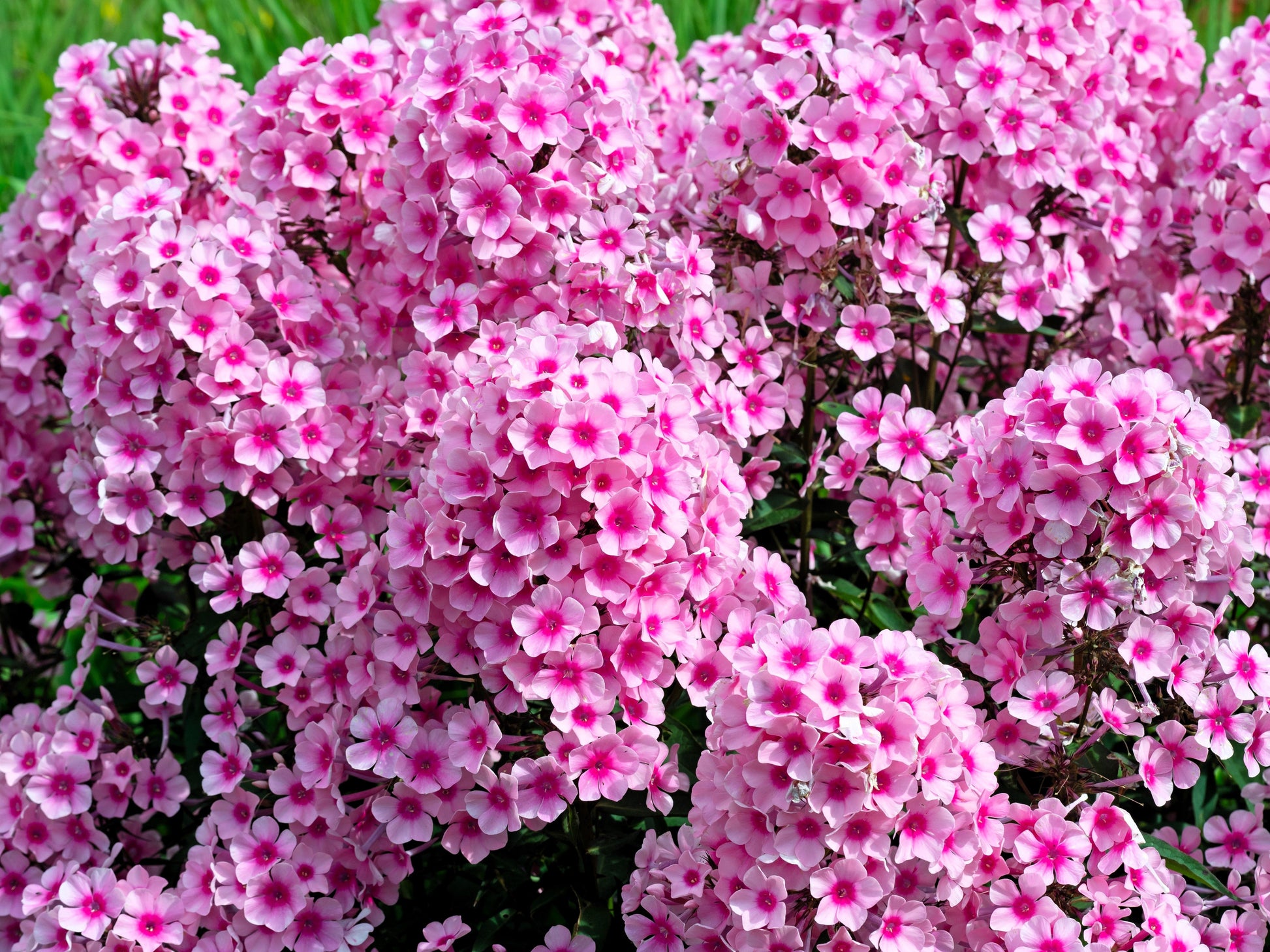 10 TALL GARDEN PHLOX Paniculata Mixed Colors New Hybrids Mix Flower Seeds - Blessings Grow Meadows -