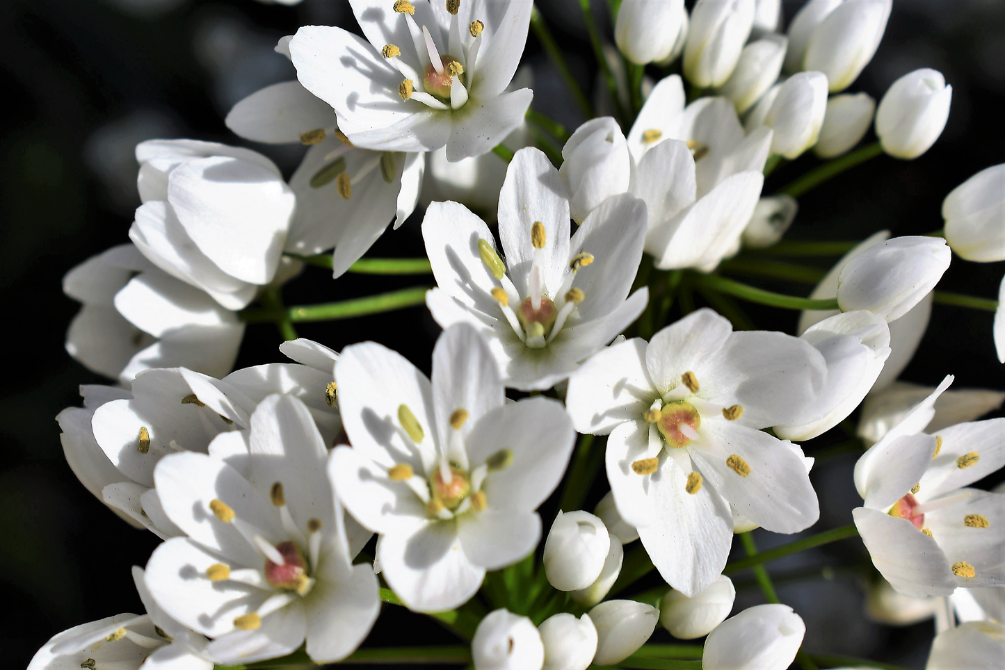 10 WHITE ALLIUM Neapolitanum Flowering or Naples Onion, Neopolitan or Daffodil Garlic Ornamental Flower Seeds - Blessings Grow Meadows