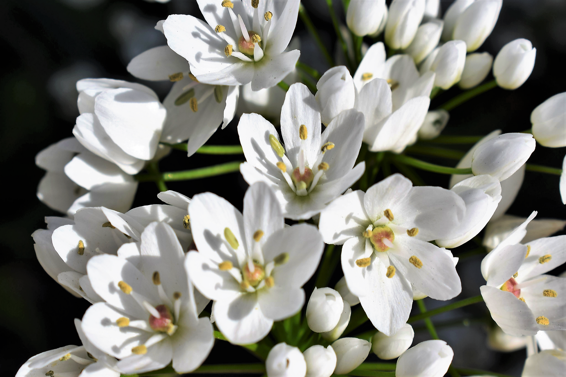 10 WHITE ALLIUM Neapolitanum Flowering or Naples Onion, Neopolitan or Daffodil Garlic Ornamental Flower Seeds - Blessings Grow Meadows