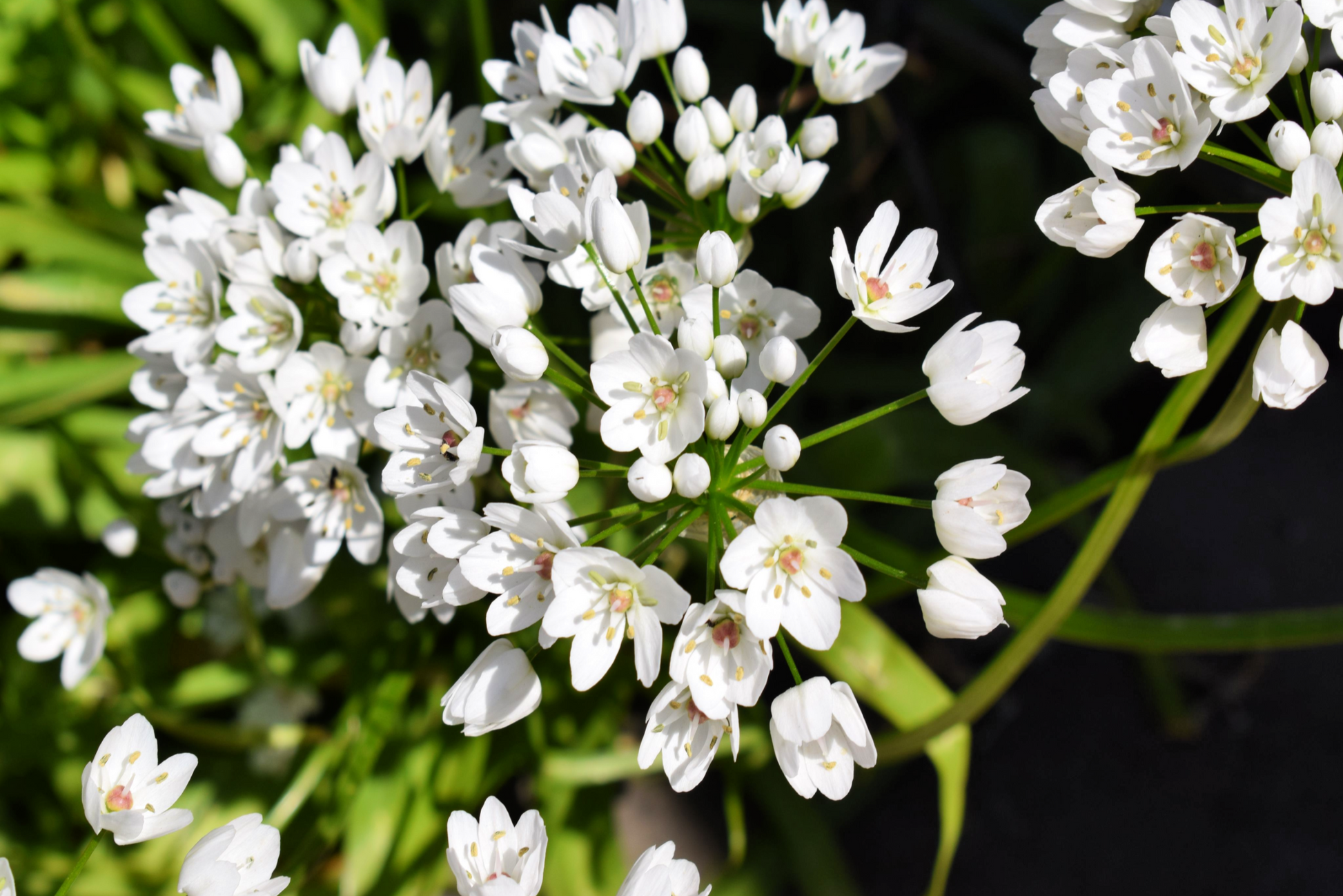 10 WHITE ALLIUM Neapolitanum Flowering or Naples Onion, Neopolitan or Daffodil Garlic Ornamental Flower Seeds - Blessings Grow Meadows