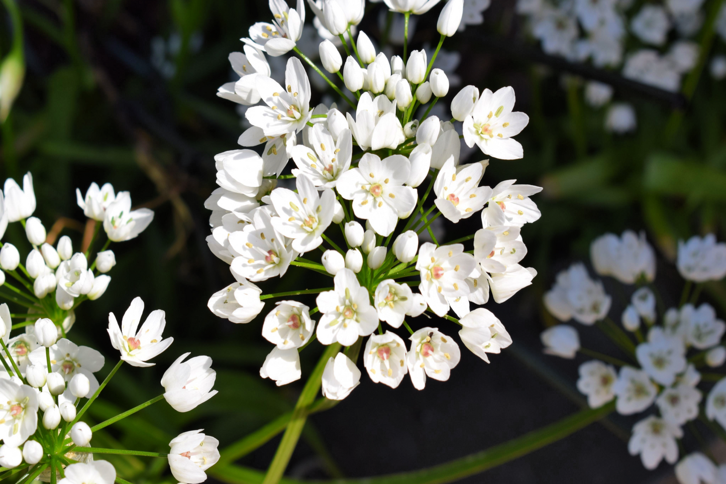 10 WHITE ALLIUM Neapolitanum Flowering or Naples Onion, Neopolitan or Daffodil Garlic Ornamental Flower Seeds - Blessings Grow Meadows