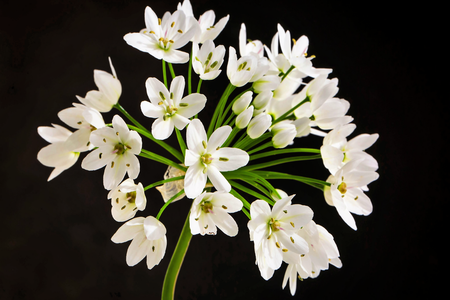 10 WHITE ALLIUM Neapolitanum Flowering or Naples Onion, Neopolitan or Daffodil Garlic Ornamental Flower Seeds - Blessings Grow Meadows