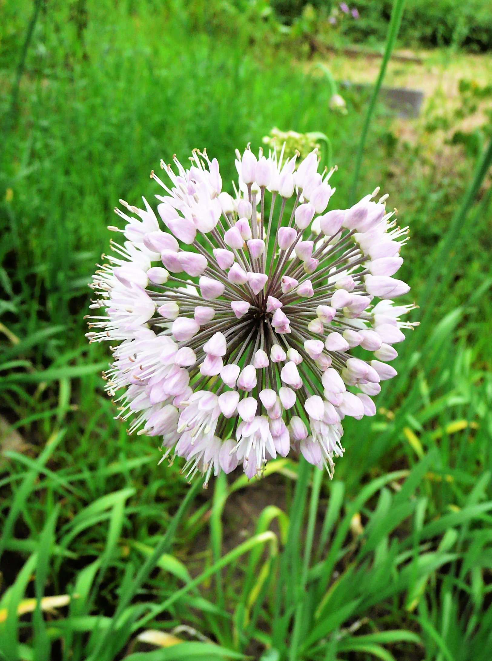 10 WHITE ALLIUM Neapolitanum Flowering or Naples Onion, Neopolitan or Daffodil Garlic Ornamental Flower Seeds - Blessings Grow Meadows