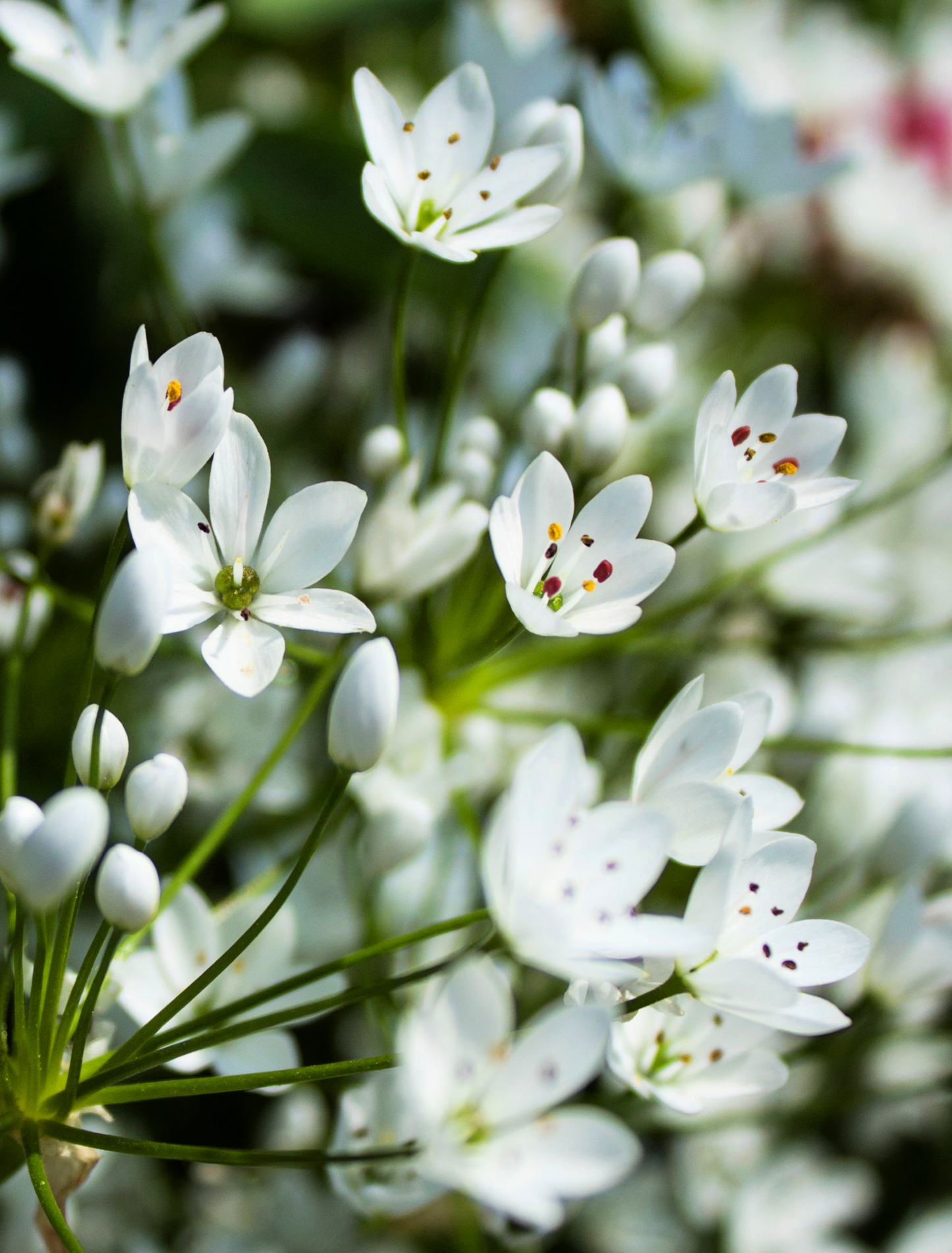 10 WHITE ALLIUM Neapolitanum Flowering or Naples Onion, Neopolitan or Daffodil Garlic Ornamental Flower Seeds - Blessings Grow Meadows