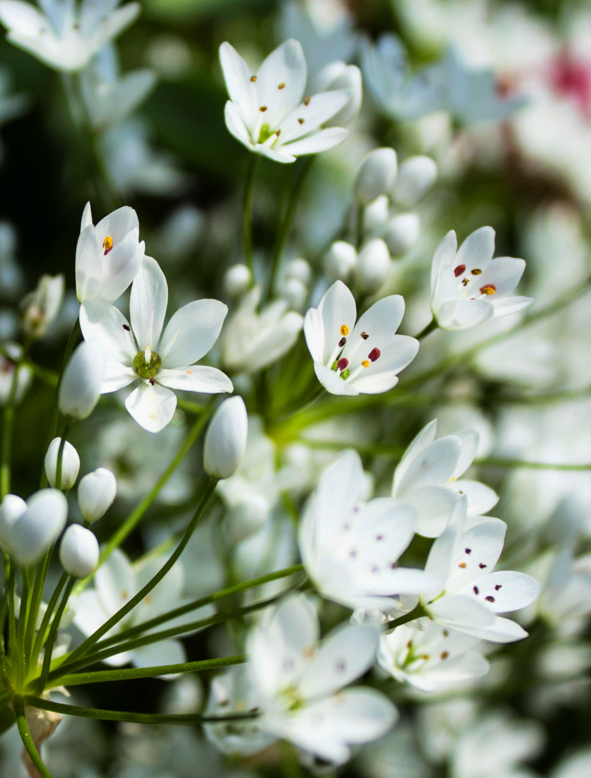 10 WHITE ALLIUM Neapolitanum Flowering or Naples Onion, Neopolitan or Daffodil Garlic Ornamental Flower Seeds - Blessings Grow Meadows