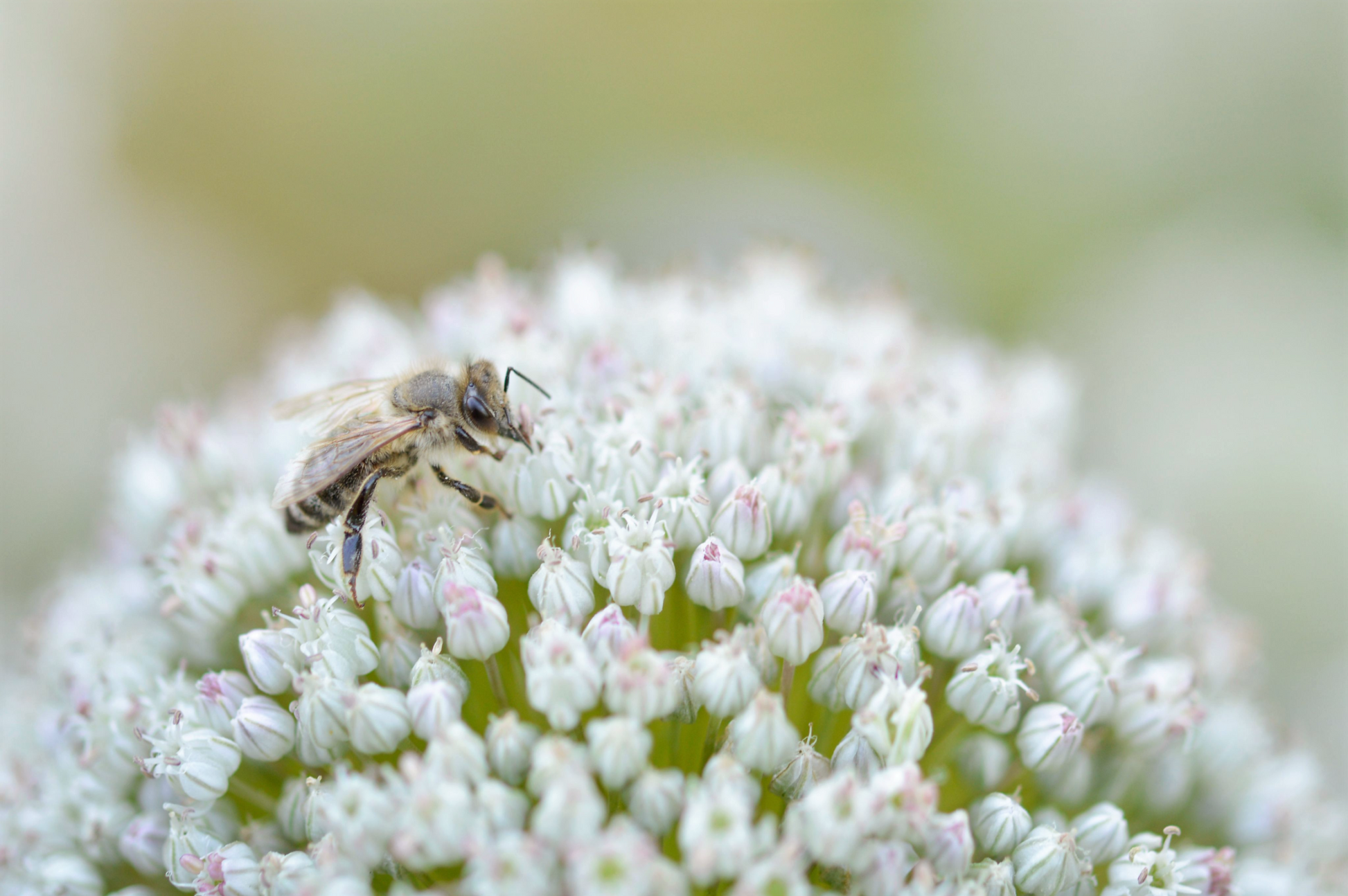 10 WHITE ALLIUM Neapolitanum Flowering or Naples Onion, Neopolitan or Daffodil Garlic Ornamental Flower Seeds - Blessings Grow Meadows
