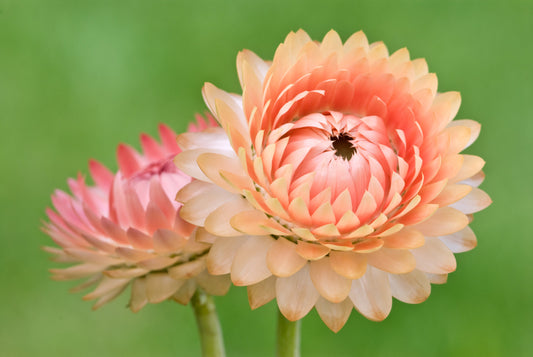 100 APRICOT & PEACH STRAWFLOWER Organic Mix Coral Paper Daisy Helichrysum Bracteatum Flower Seeds - Blessings Grow Meadows
