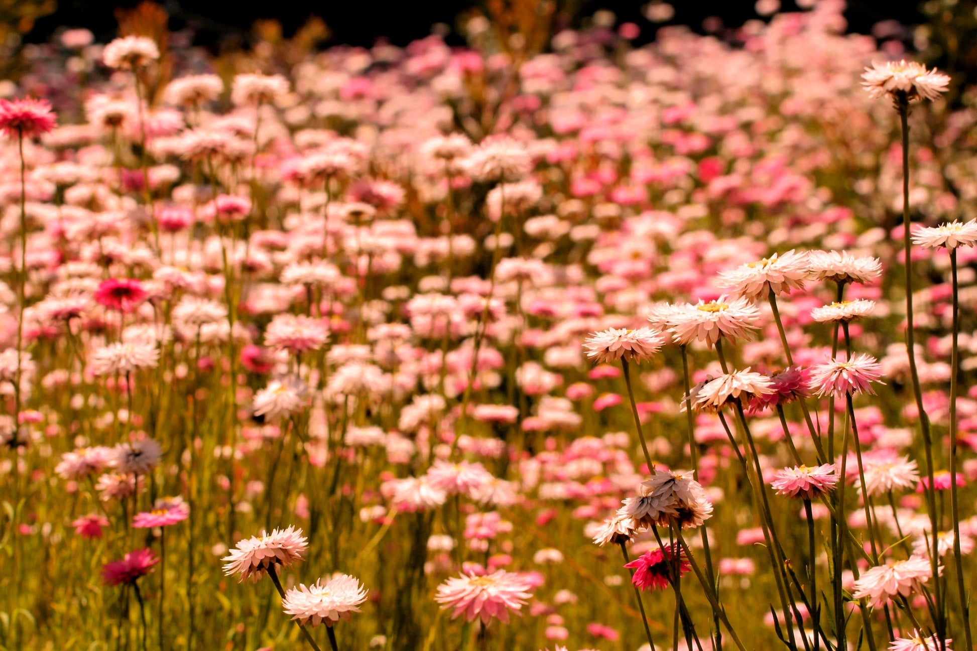 100 APRICOT & PEACH STRAWFLOWER Organic Mix Coral Paper Daisy Helichrysum Bracteatum Flower Seeds - Blessings Grow Meadows