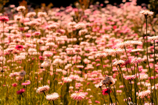 100 APRICOT & PEACH STRAWFLOWER Organic Mix Coral Paper Daisy Helichrysum Bracteatum Flower Seeds - Blessings Grow Meadows