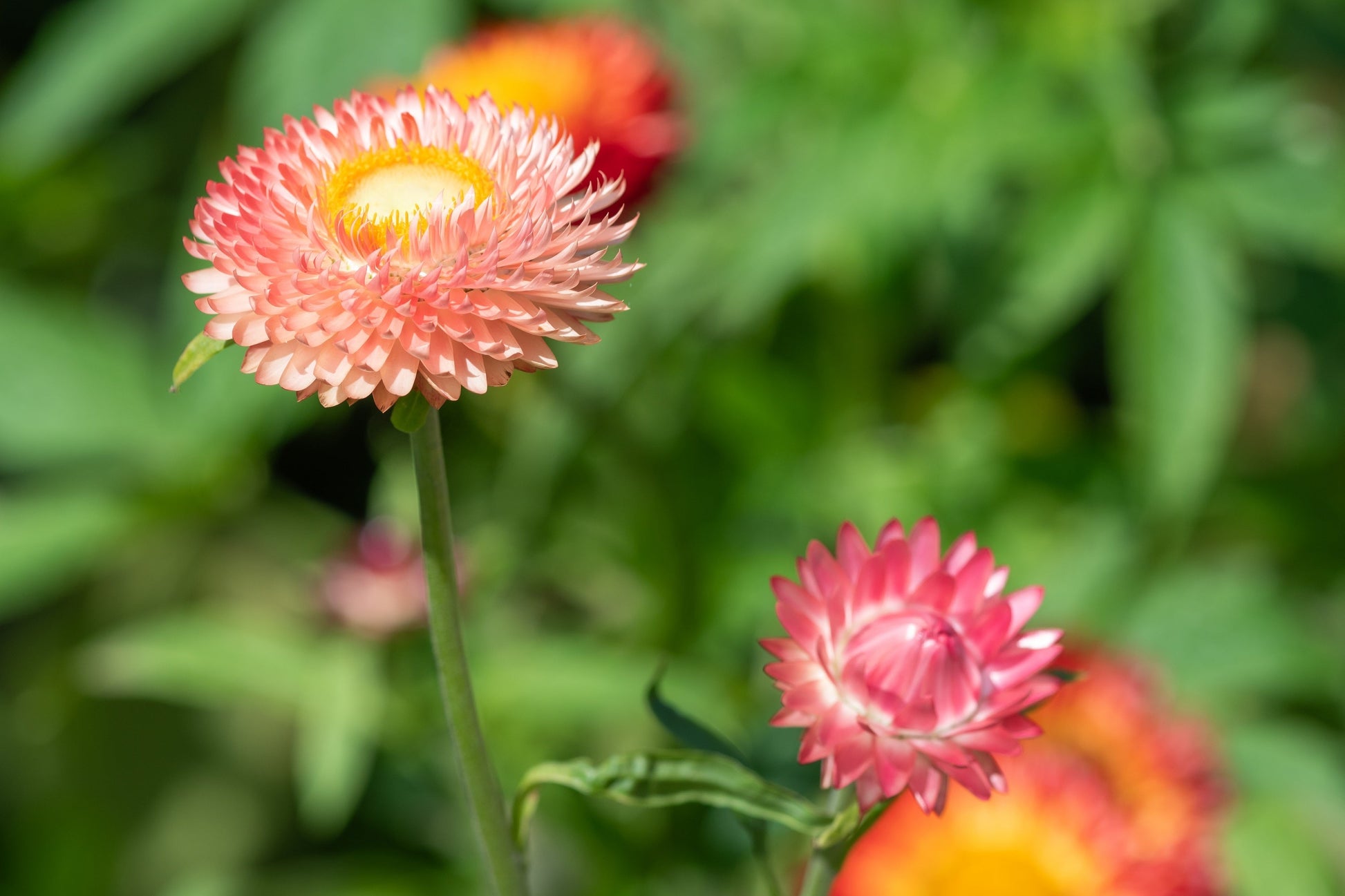 100 APRICOT & PEACH STRAWFLOWER Organic Mix Coral Paper Daisy Helichrysum Bracteatum Flower Seeds - Blessings Grow Meadows