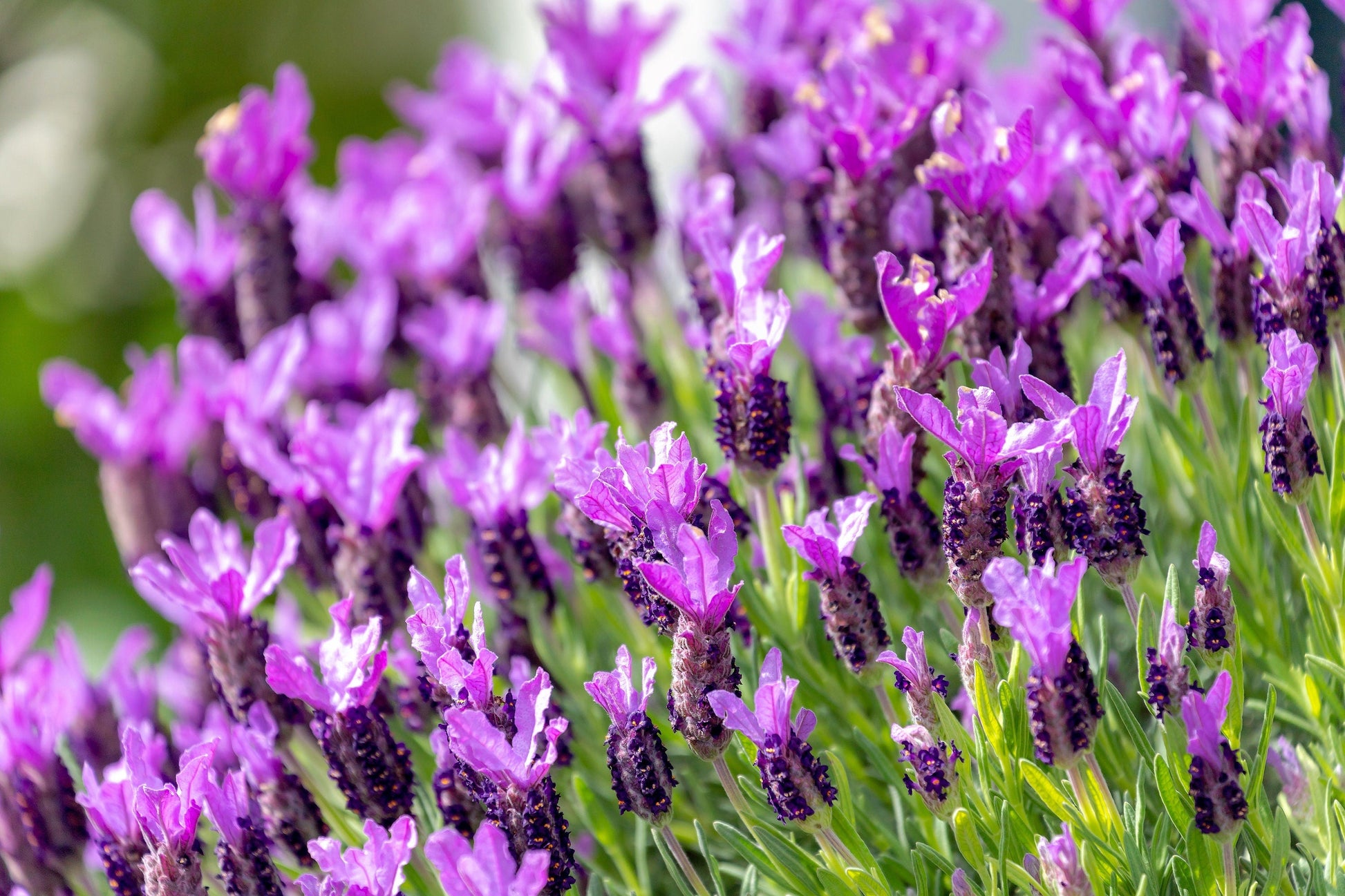 100 FRENCH LAVENDER aka Butterfly Lavender, Spanish, Topped Lavandula Stoechas Fragrant Blue Purple Flower Herb Seeds - Blessings Grow Meadows