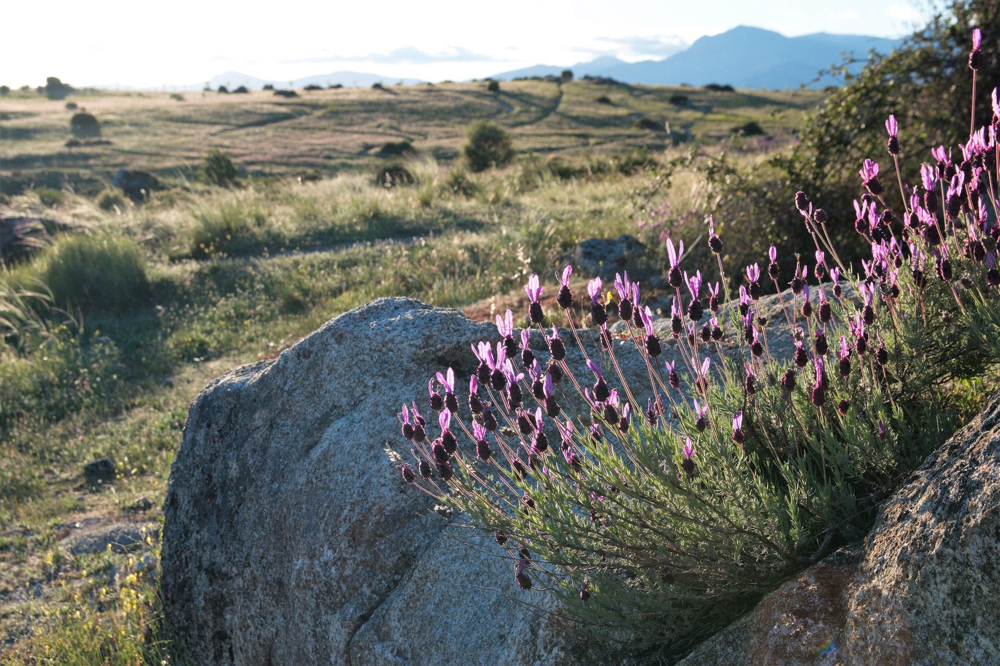 100 FRENCH LAVENDER aka Butterfly Lavender, Spanish, Topped Lavandula Stoechas Fragrant Blue Purple Flower Herb Seeds - Blessings Grow Meadows