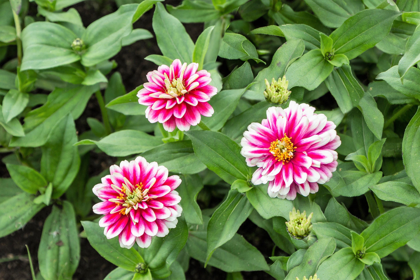 100 ICE QUEEN ZINNIA Elegans Bicolor Double Pink Red White Flower Seeds - Blessings Grow Meadows -
