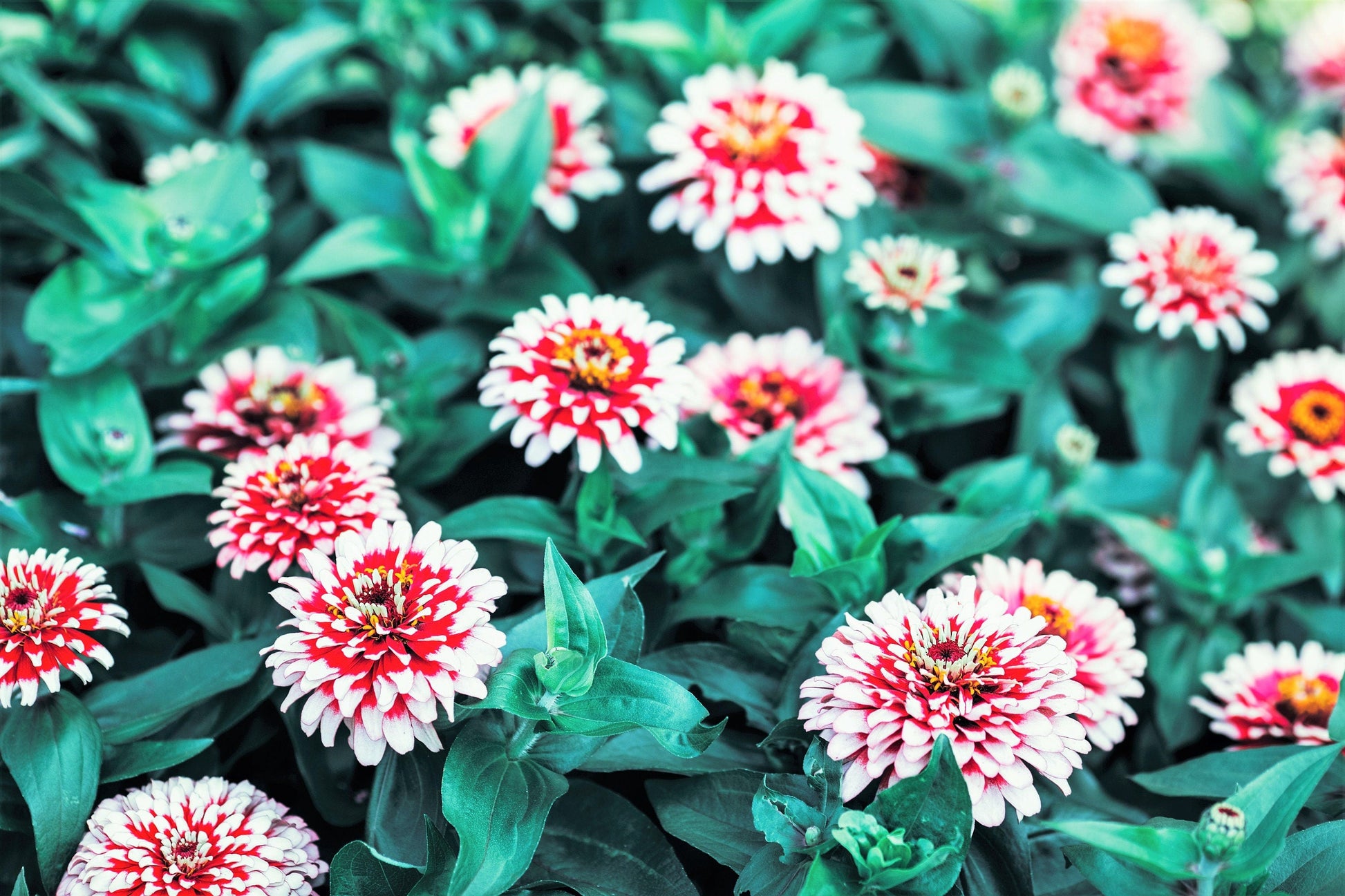 100 ICE QUEEN ZINNIA Elegans Bicolor Double Pink Red White Flower Seeds - Blessings Grow Meadows -