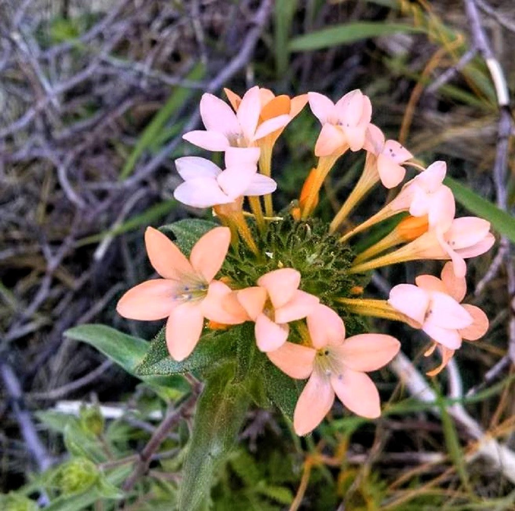 100 LARGE FLOWERED PHLOX Collomia Grandiflora Flower Seeds - Blessings Grow Meadows -