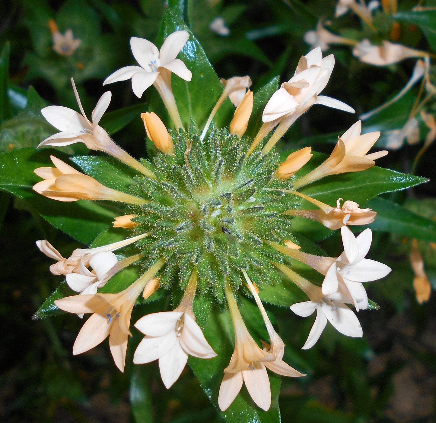 100 LARGE FLOWERED PHLOX Collomia Grandiflora Flower Seeds - Blessings Grow Meadows -