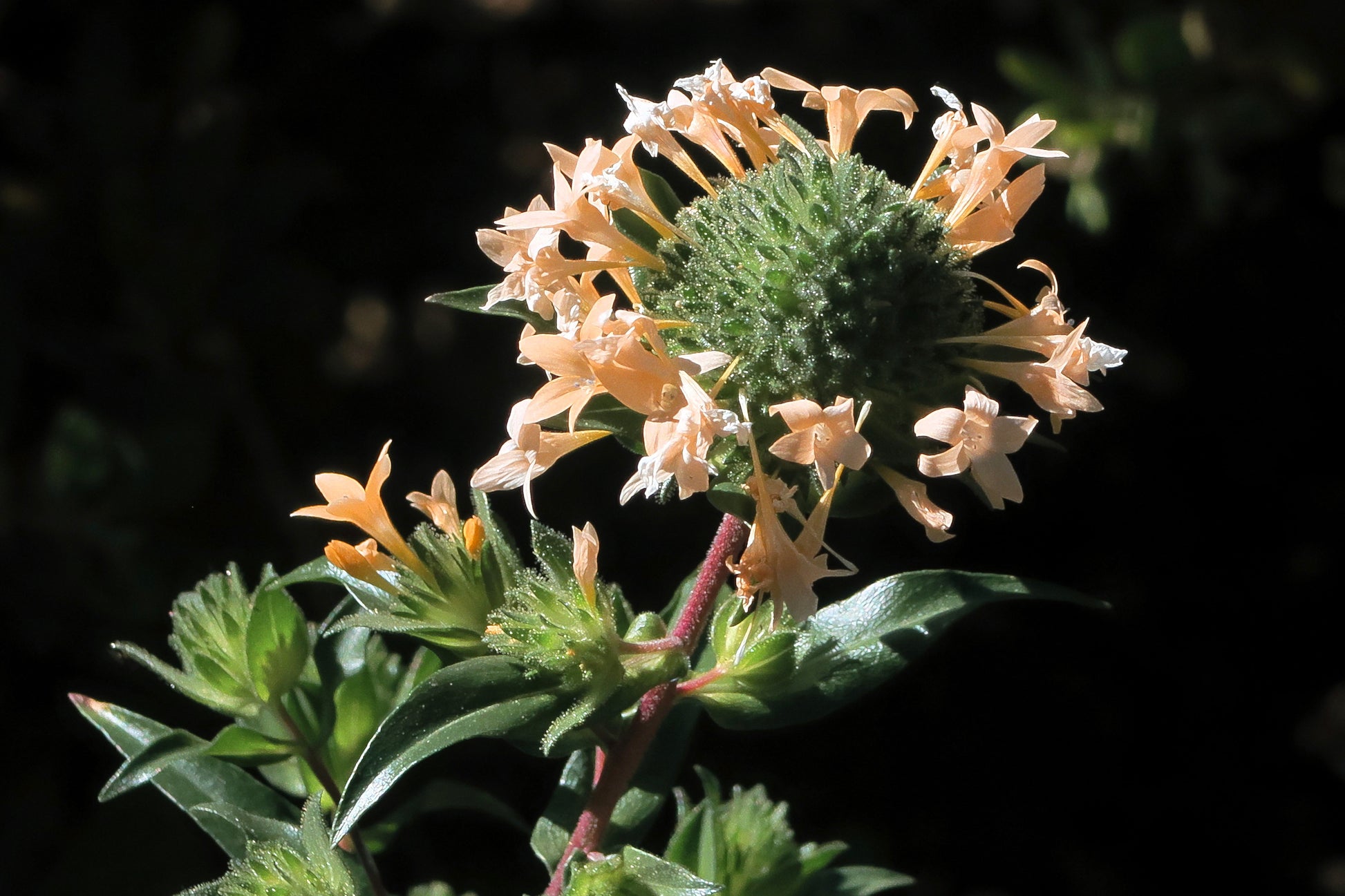 100 LARGE FLOWERED PHLOX Collomia Grandiflora Flower Seeds - Blessings Grow Meadows -
