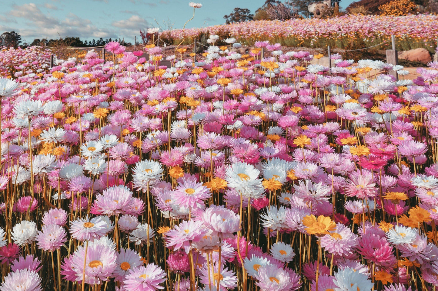 100 MIXED DOUBLE ACROCLINIUM Paper Daisy Helipterum Rhodanthe Flower Seeds - Blessings Grow Meadows -