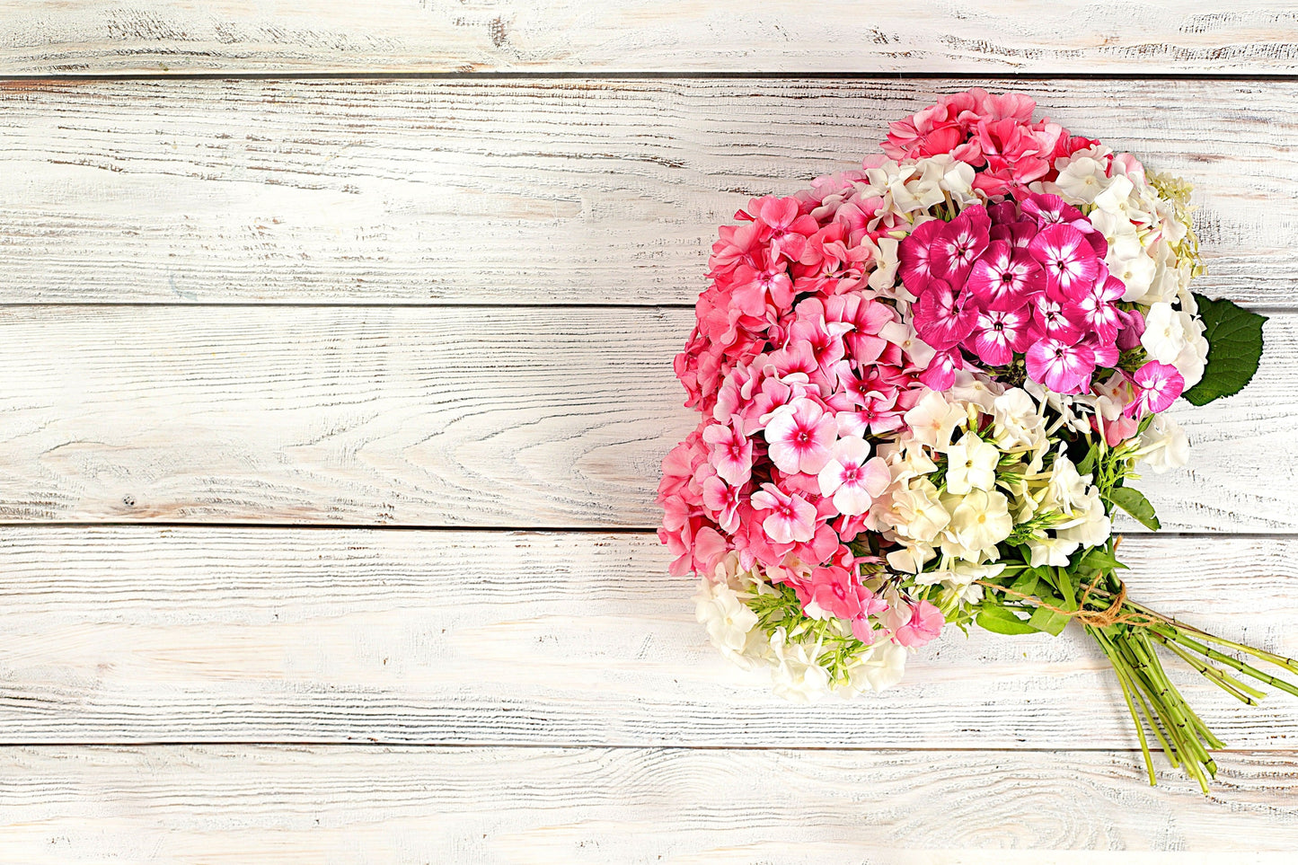 100 PHLOX OF SHEEP Pastel Mix Phlox Drummondii Multicolor Flower Seeds - Blessings Grow Meadows -