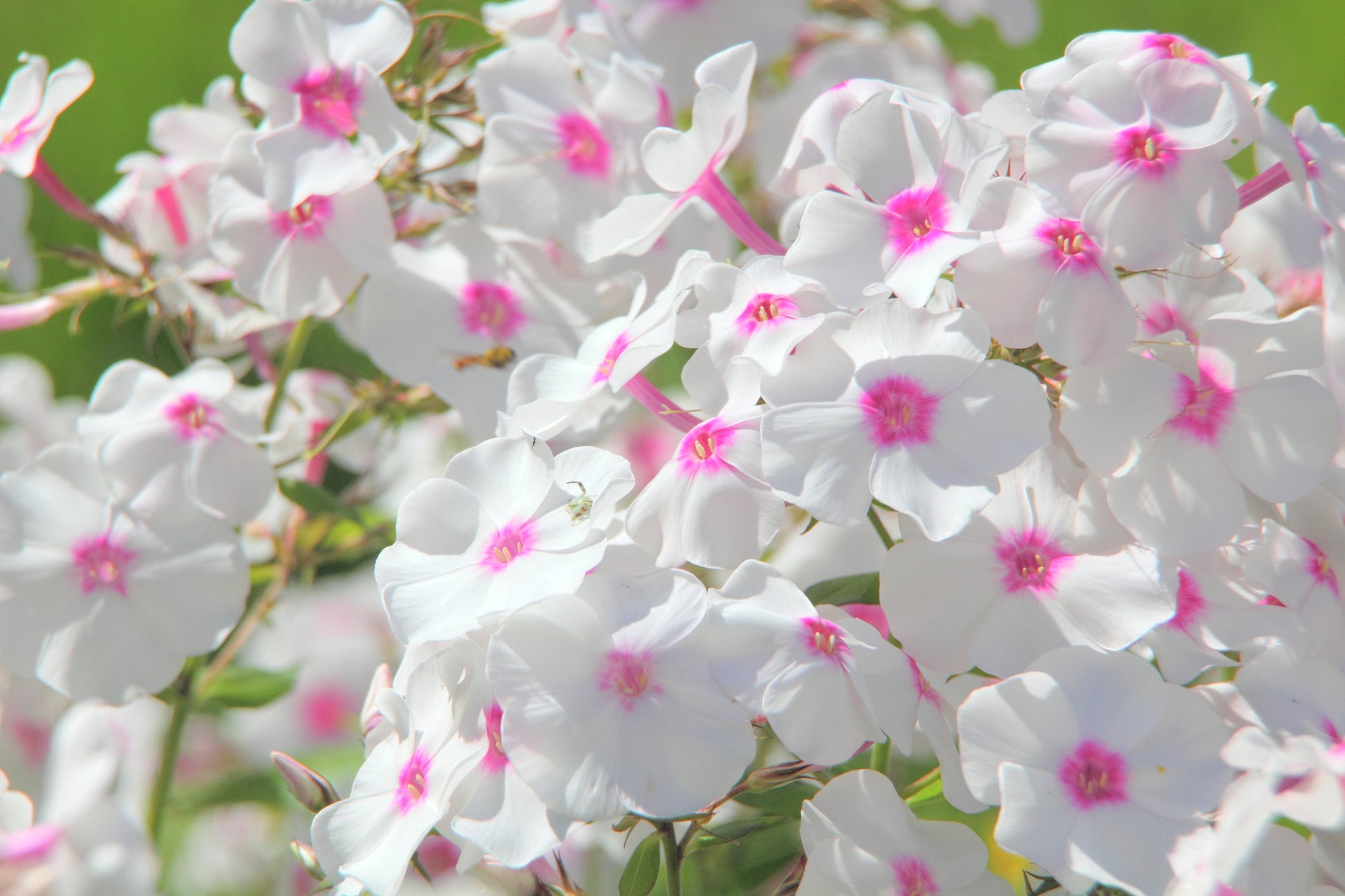 100 PHLOX OF SHEEP Pastel Mix Phlox Drummondii Multicolor Flower Seeds - Blessings Grow Meadows -