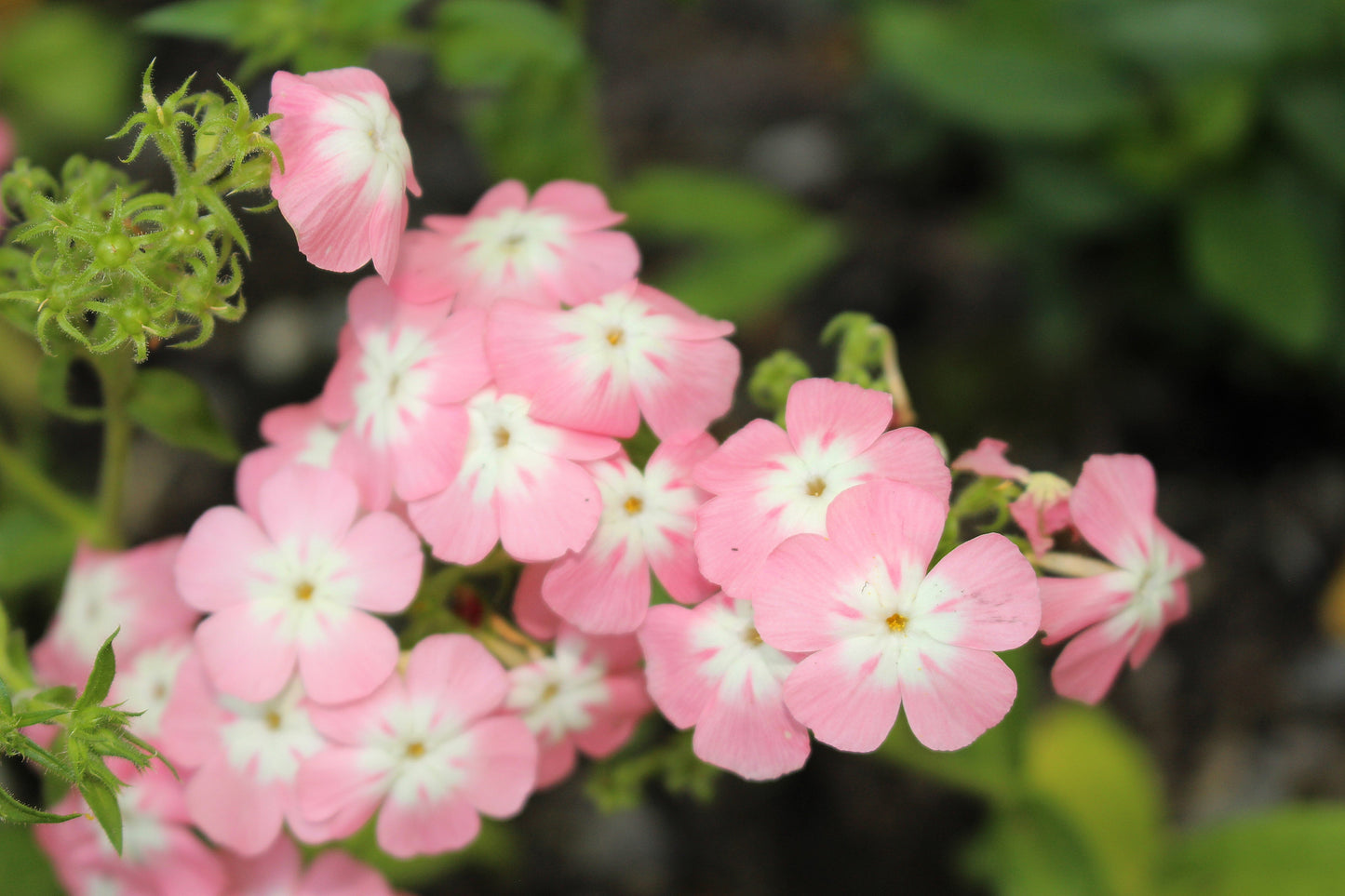 100 PHLOX OF SHEEP Pastel Mix Phlox Drummondii Multicolor Flower Seeds - Blessings Grow Meadows -