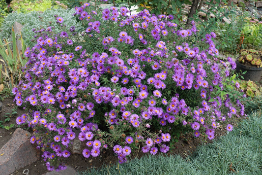 100 Purple NEW ENGLAND ASTER (Michaelmas Daisy) Aster Novae var Angliae Flower Seeds - Blessings Grow Meadows