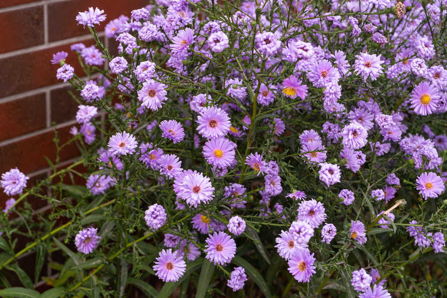 100 Purple NEW ENGLAND ASTER (Michaelmas Daisy) Aster Novae var Angliae Flower Seeds - Blessings Grow Meadows