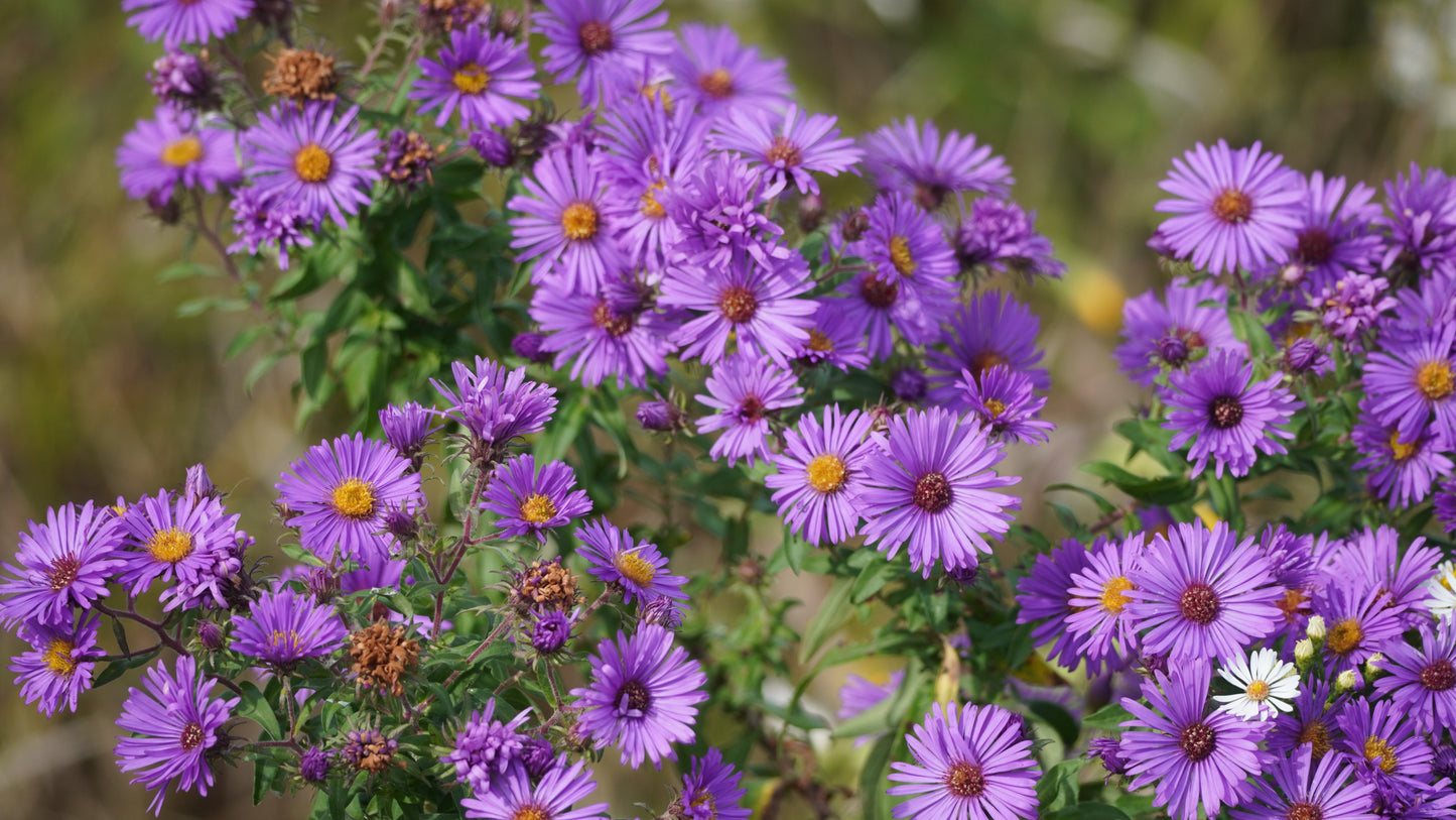 100 Purple NEW ENGLAND ASTER (Michaelmas Daisy) Aster Novae var Angliae Flower Seeds - Blessings Grow Meadows