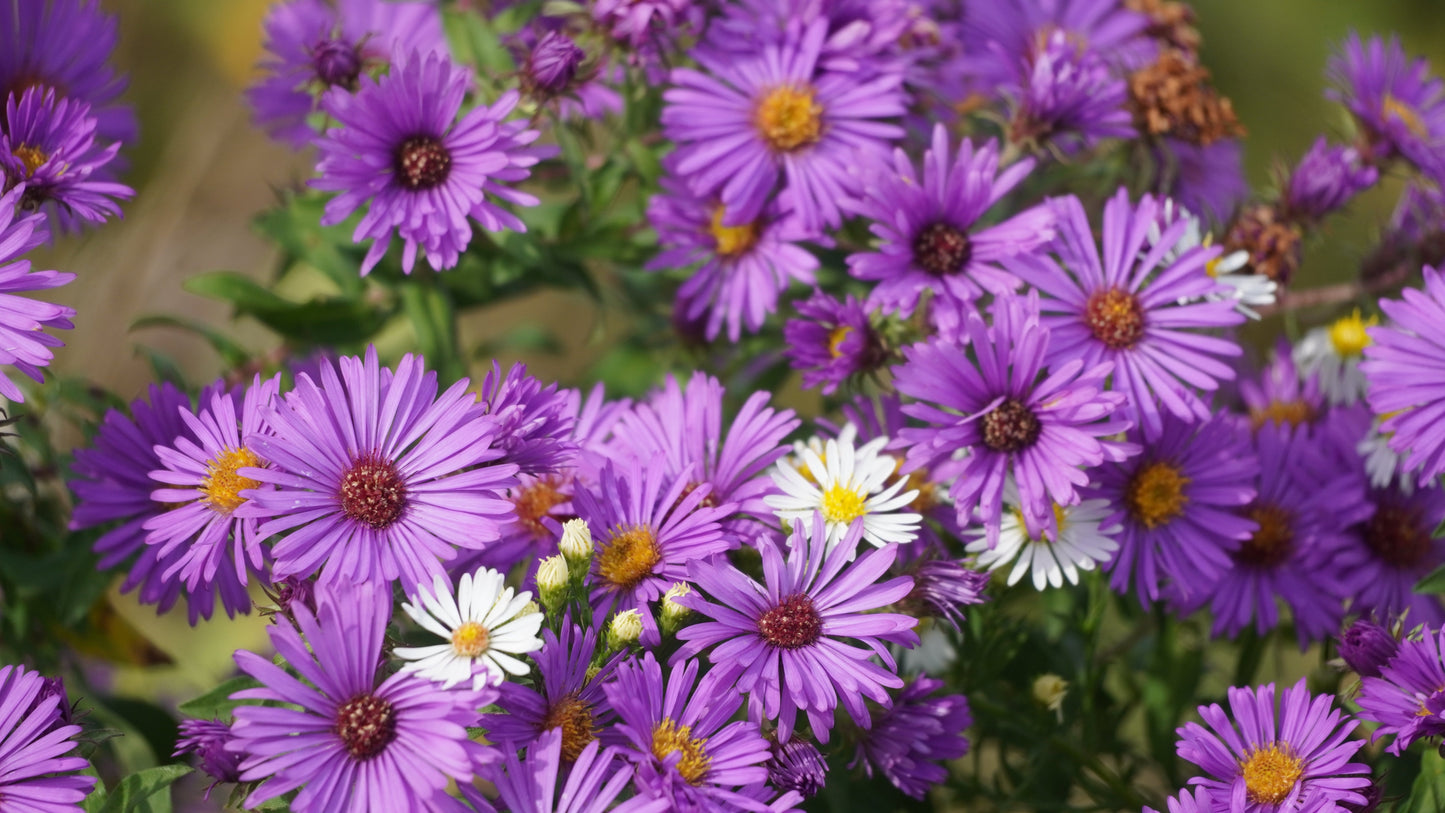 100 Purple NEW ENGLAND ASTER (Michaelmas Daisy) Aster Novae var Angliae Flower Seeds - Blessings Grow Meadows