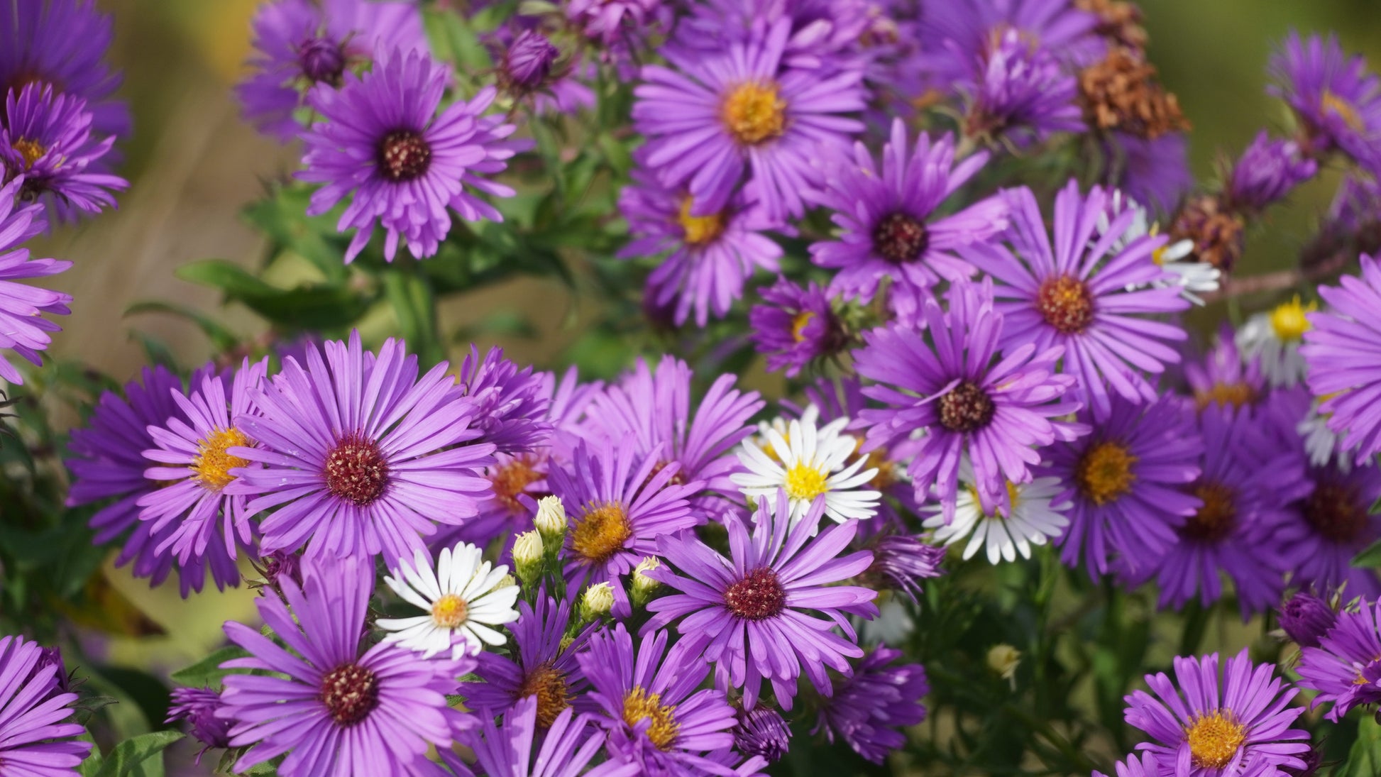 100 Purple NEW ENGLAND ASTER (Michaelmas Daisy) Aster Novae var Angliae Flower Seeds - Blessings Grow Meadows