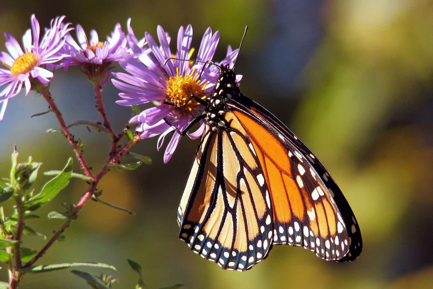 100 Purple NEW ENGLAND ASTER (Michaelmas Daisy) Aster Novae var Angliae Flower Seeds - Blessings Grow Meadows