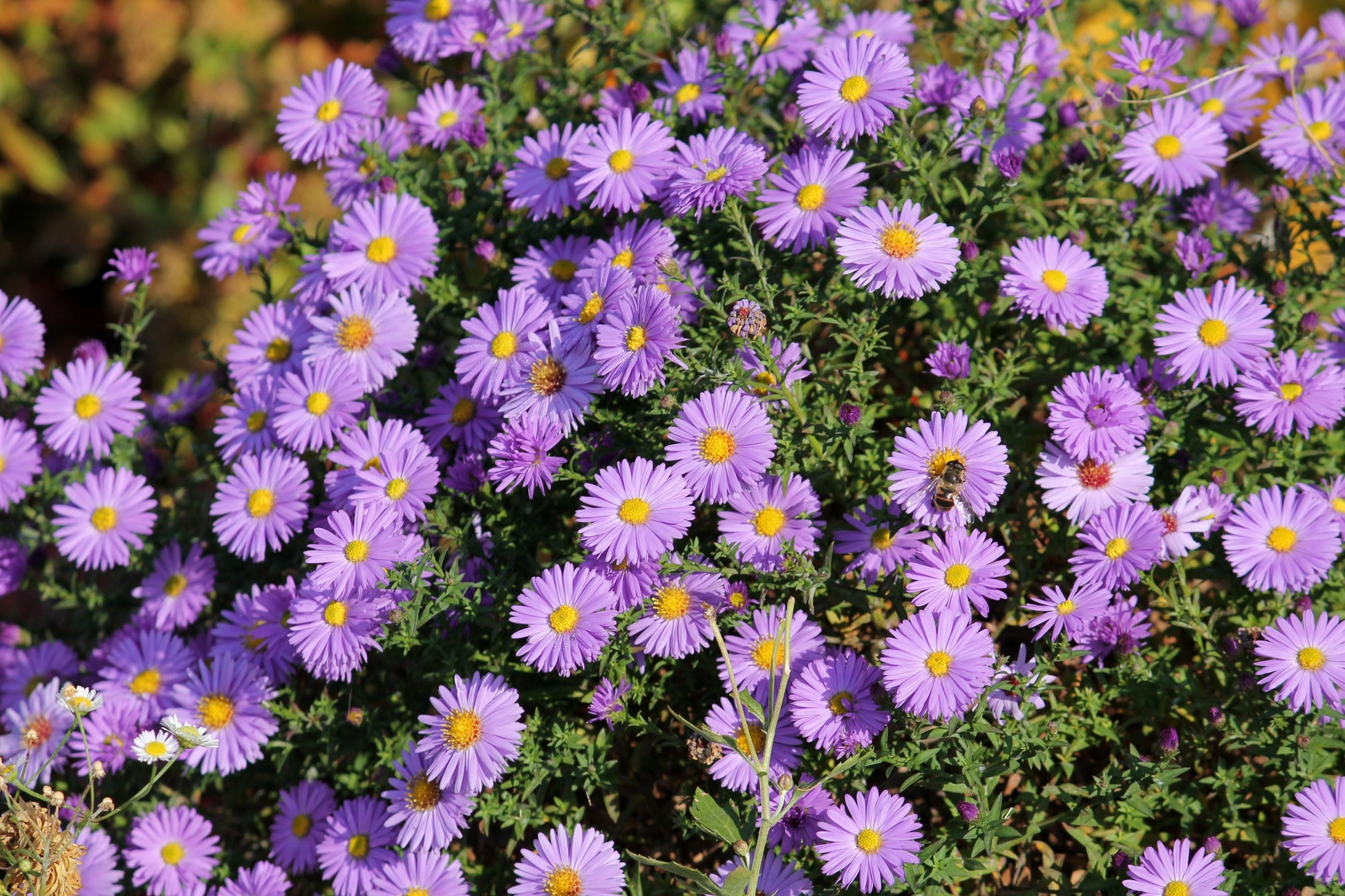 100 Purple NEW ENGLAND ASTER (Michaelmas Daisy) Aster Novae var Angliae Flower Seeds - Blessings Grow Meadows