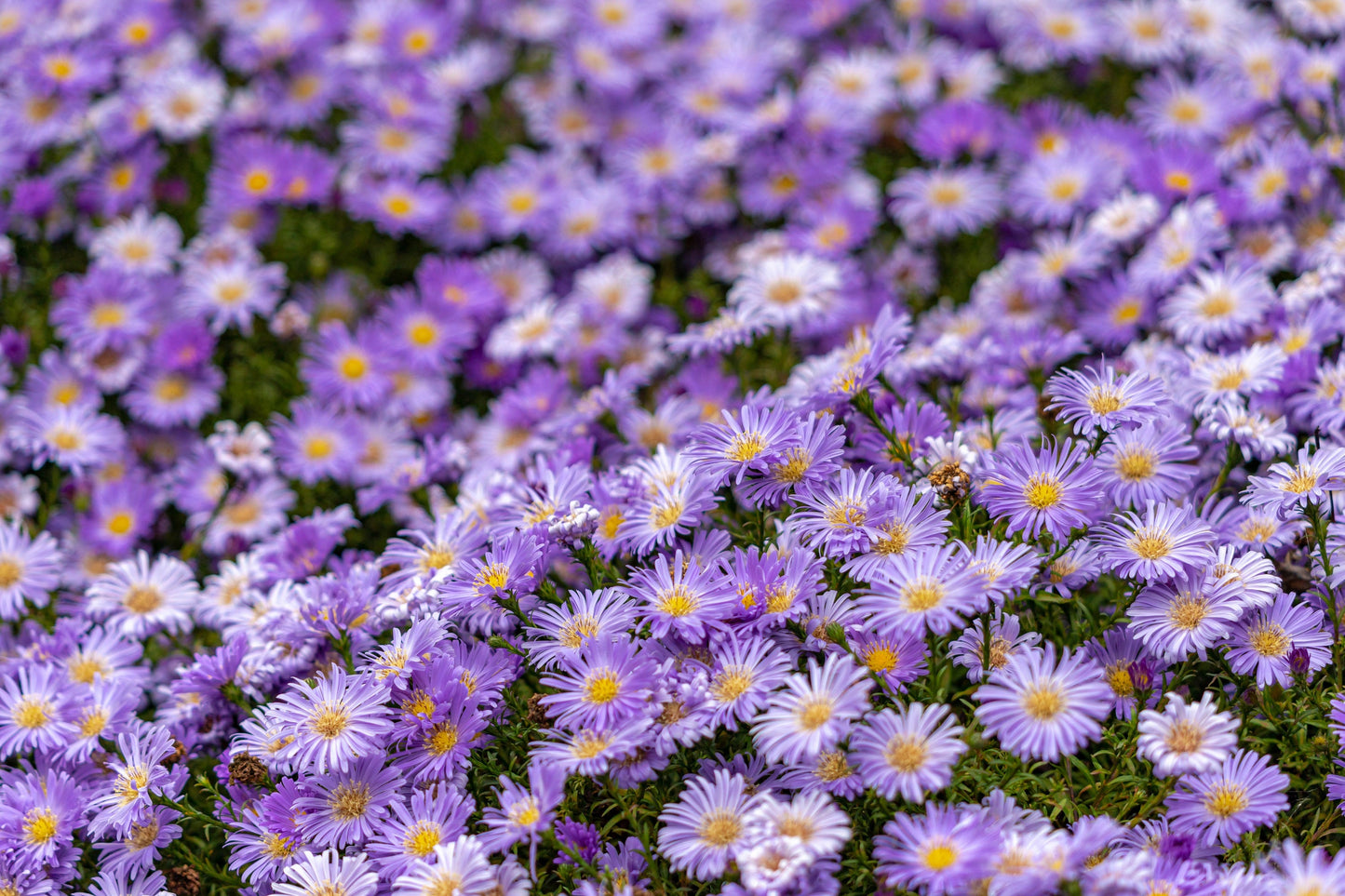 100 Purple NEW ENGLAND ASTER (Michaelmas Daisy) Aster Novae var Angliae Flower Seeds - Blessings Grow Meadows