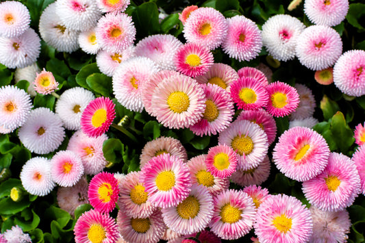 100 Strawberries & Cream ENGLISH DAISY Bellis Perennis Flower Seeds - Blessings Grow Meadows
