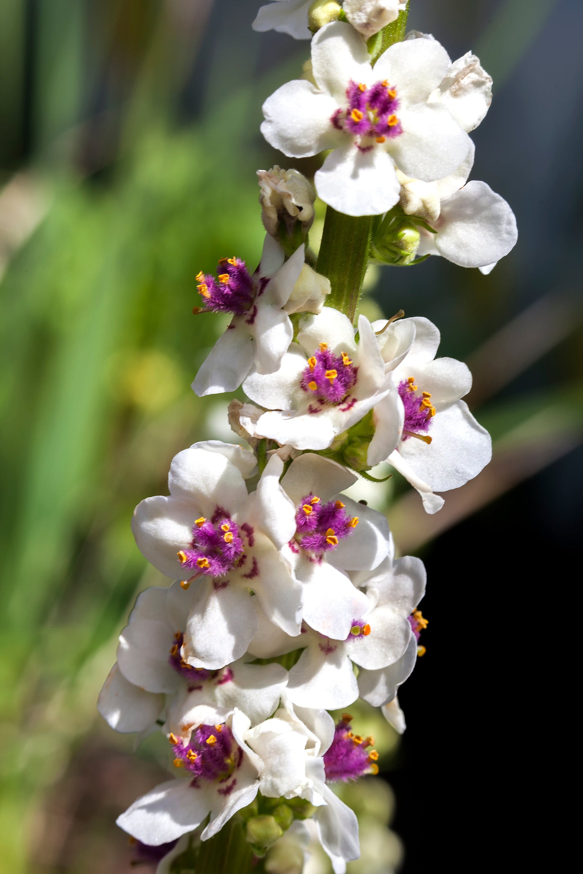 100 WHITE BLUSH VERBASCUM Blattaria Albiflorum Moth Mullein Flower Seeds - Blessings Grow Meadows -