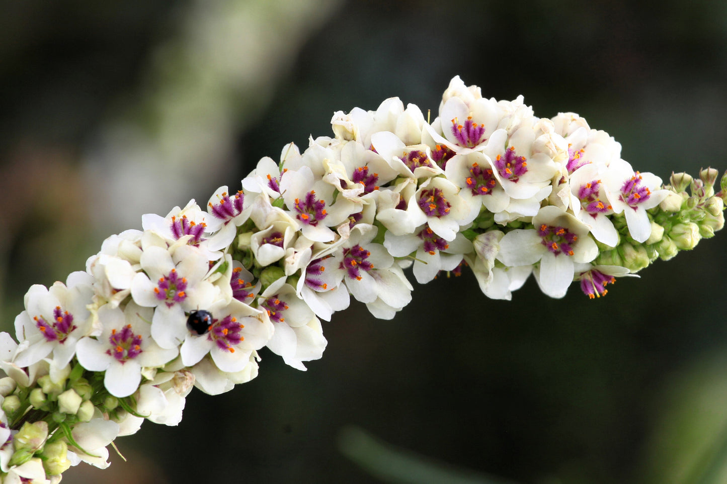 100 WHITE BLUSH VERBASCUM Blattaria Albiflorum Moth Mullein Flower Seeds - Blessings Grow Meadows -